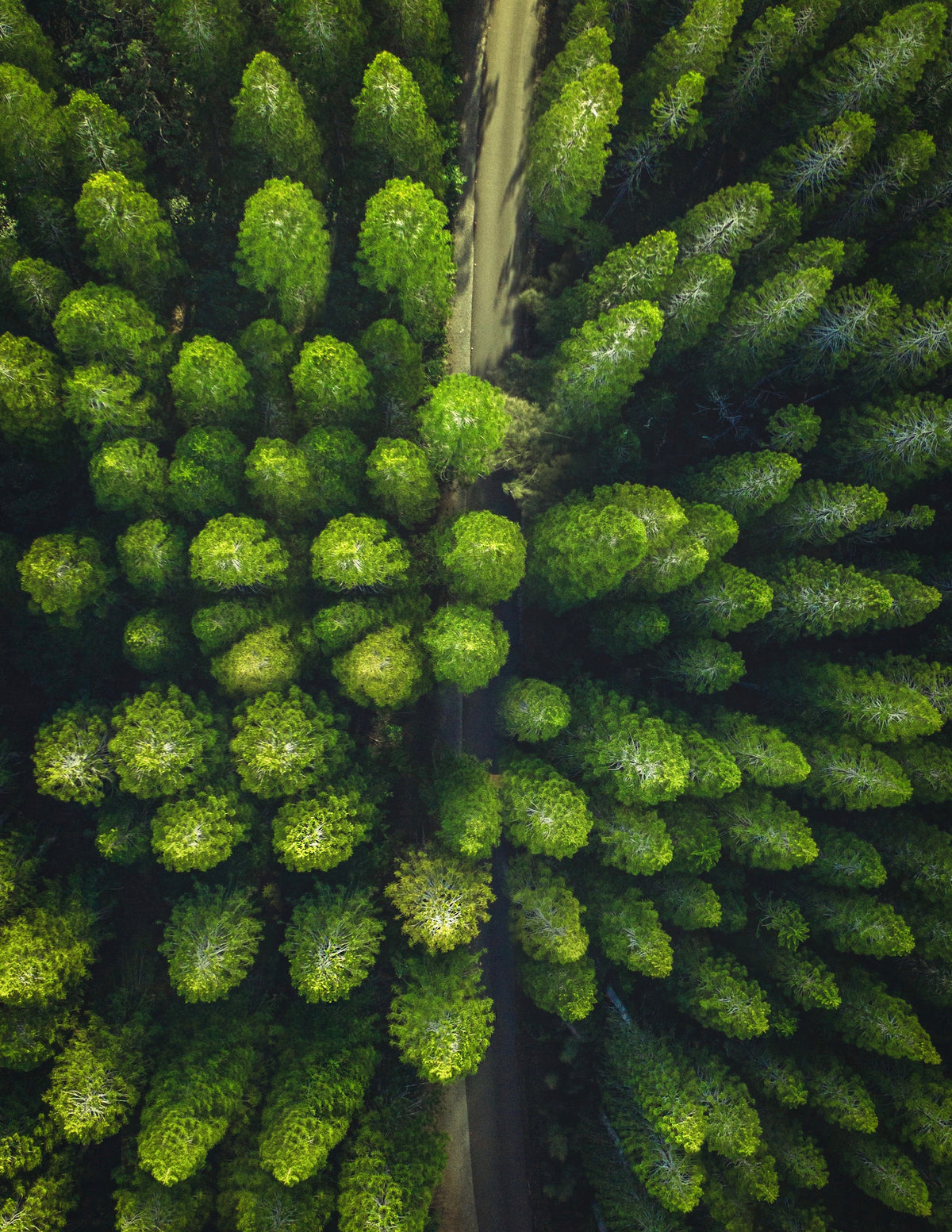 DÍA MUNDIAL DEL MEDIO AMBIENTE 2022 "UNA SOLA TIERRA" All Yours