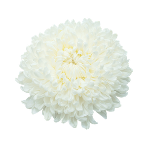 Marca Parfums mit weißen Blüten perfumes nicho
