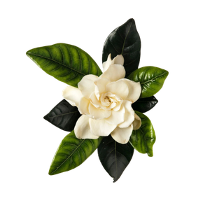 Marca Parfums mit Gardenie perfumes nicho