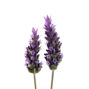 Marca Parfums mit Lavendel perfumes nicho
