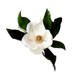 Marca Parfums mit Magnolie perfumes nicho