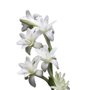Marca Parfüms mit Tuberose perfumes nicho
