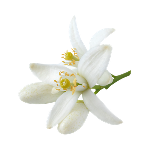Marca Parfums mit Neroli perfumes nicho