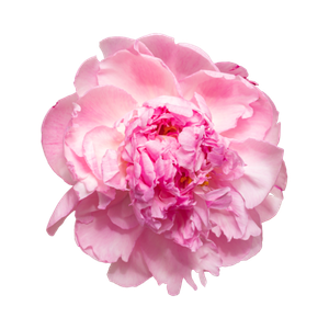 Marca Parfums mit Pfingstrose perfumes nicho