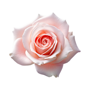 Marca Parfums mit Rose perfumes nicho