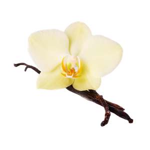 Marca Parfums mit Vanille perfumes nicho