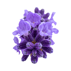 Marca Parfums mit Veilchen perfumes nicho