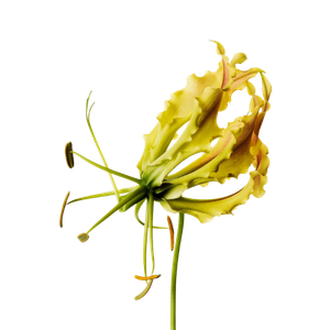 Marca Parfums mit Ylang-Ylang perfumes nicho